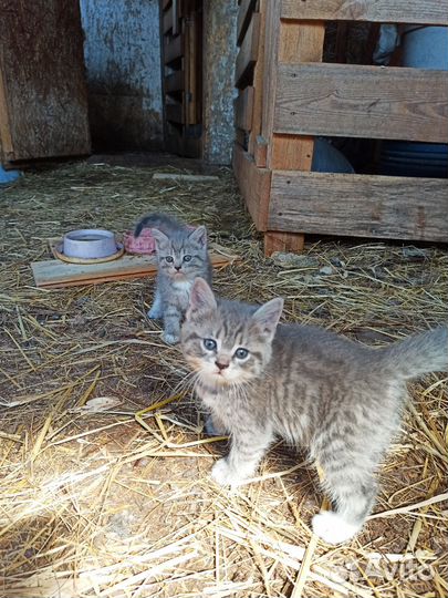 Котята 1,5 мес