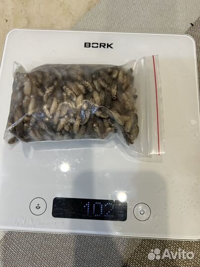 Сверчки кормовые замороженные