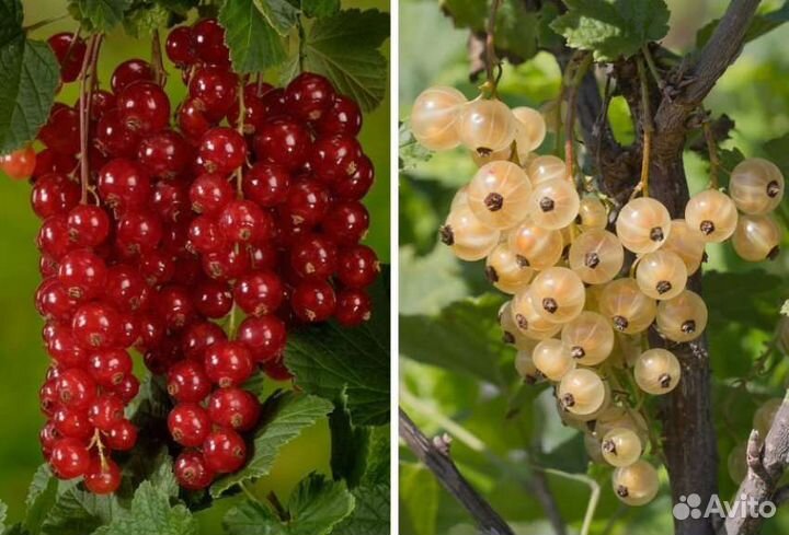 Саженцы смородины:чёрная, красная, белая