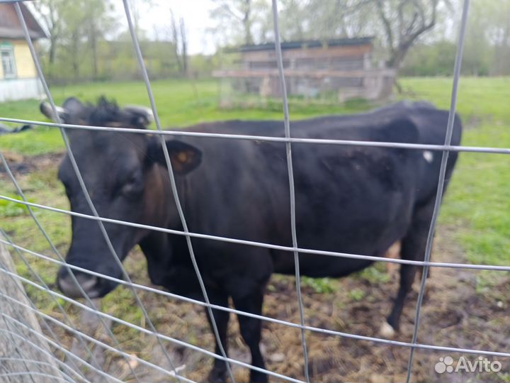 Корова высокоудойная