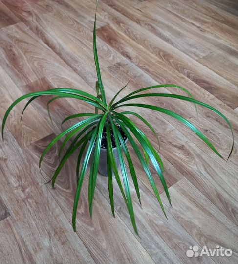 Комнатные растения цветы