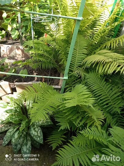 Многолетники и рассада