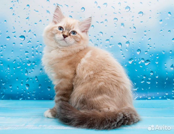 Ищем котородителей