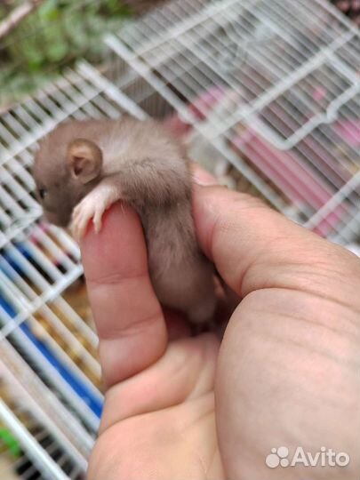 Крысята дамбо