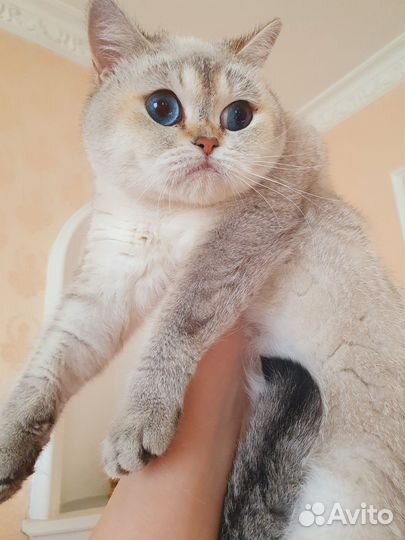 Кошка в дар