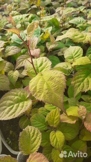 Актинидия самоплодная Доктор Шимановский зкс