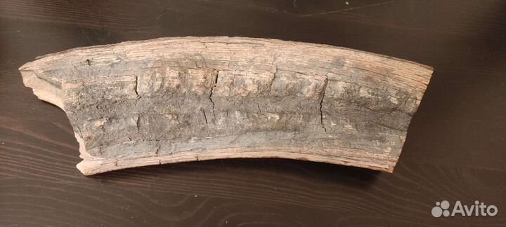 Продам бивень мамонта