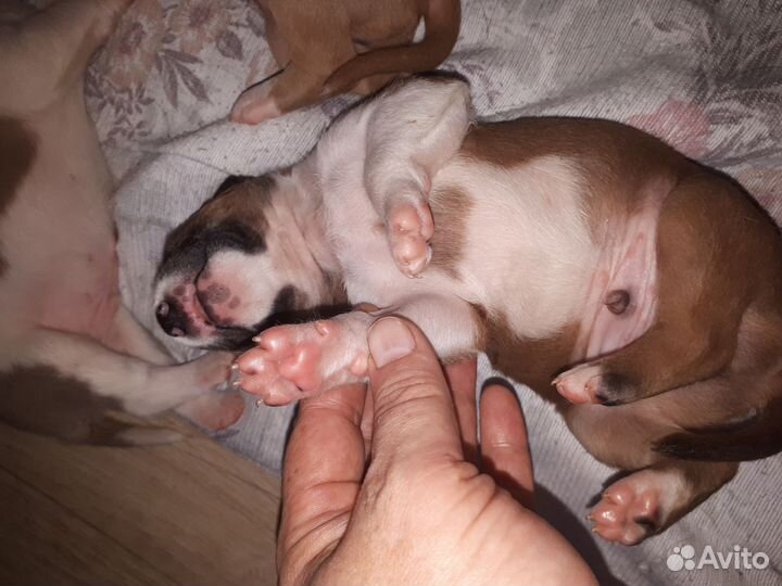 Щенки стаффорда