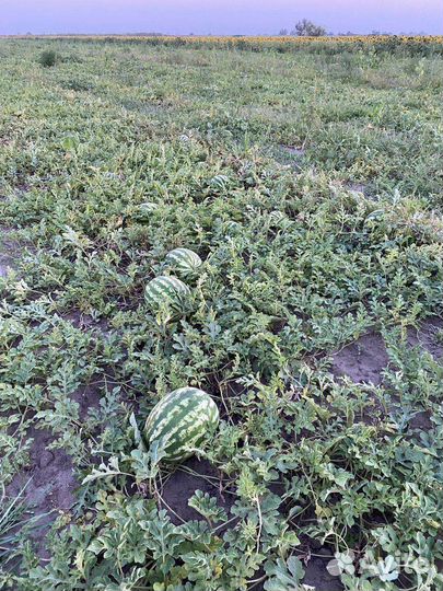 Арбуз оптом