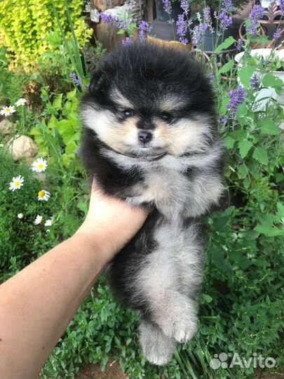 Щенки померанского шпица медвежьего типа