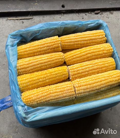 Кукуруза в початках