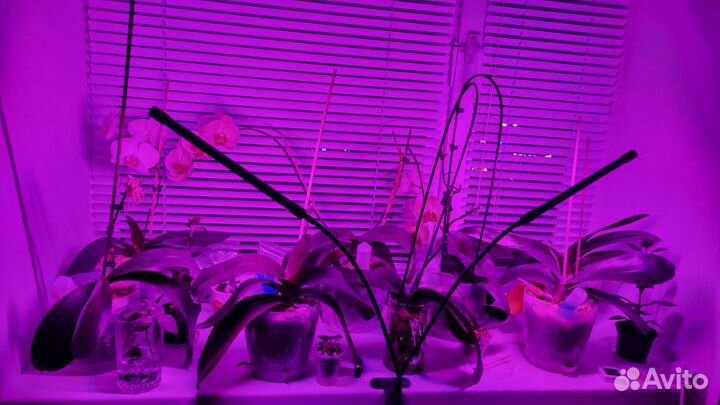 Фито лампа для растений