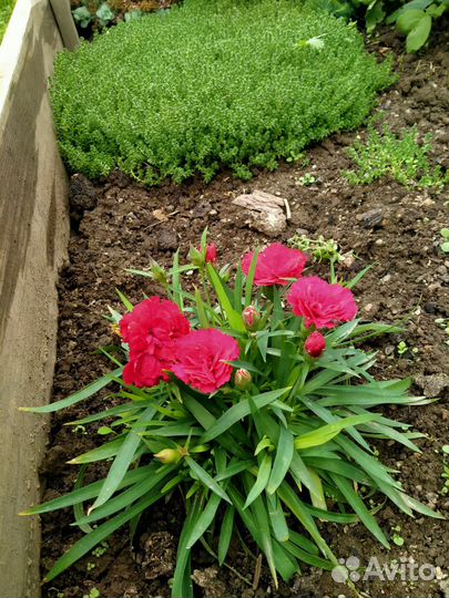 Гвоздика ампельная