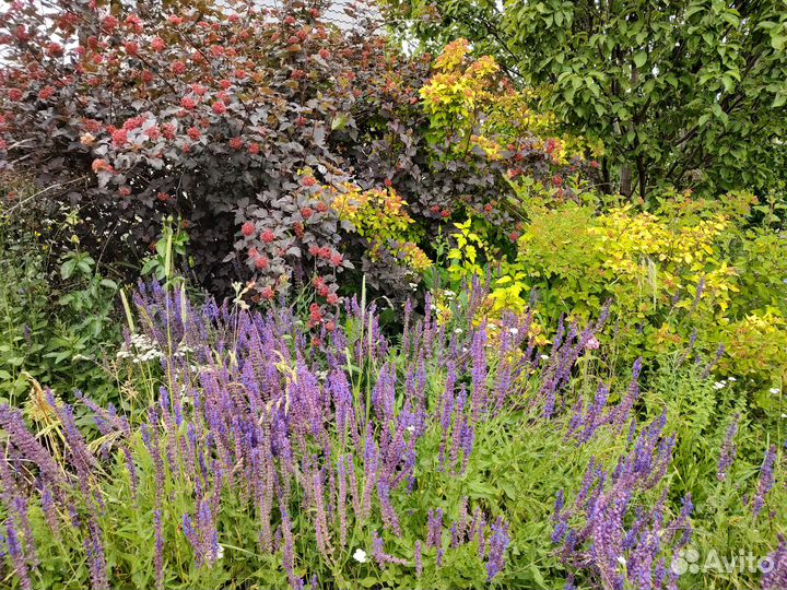 Шалфей дубравный