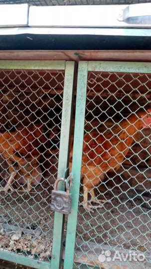 Петухи 4 месяцы Кучинские