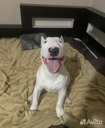 Стандартный бультерьер