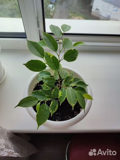 Фикус бенджамина пестролистный