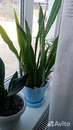 Сансевиерия
