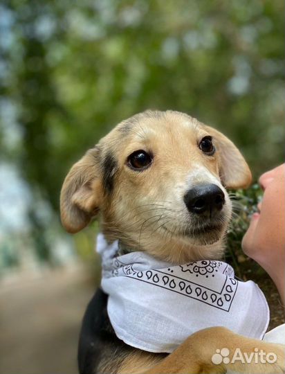 Собаки бесплатно, Киса