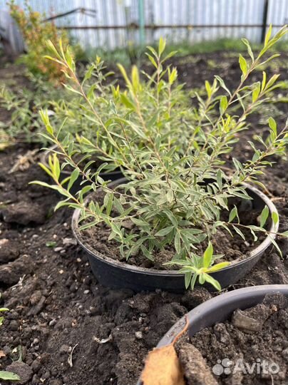 Спирея ниппонская белая окс