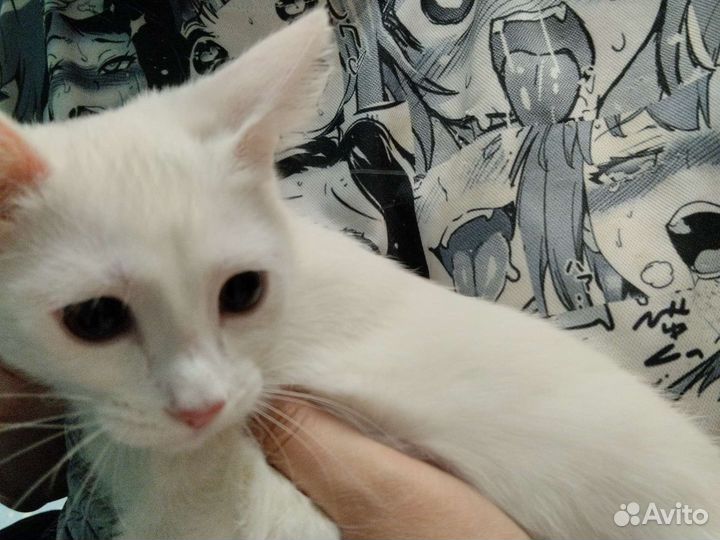 Белая кошечка