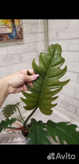 Карамель марбл филодендрон