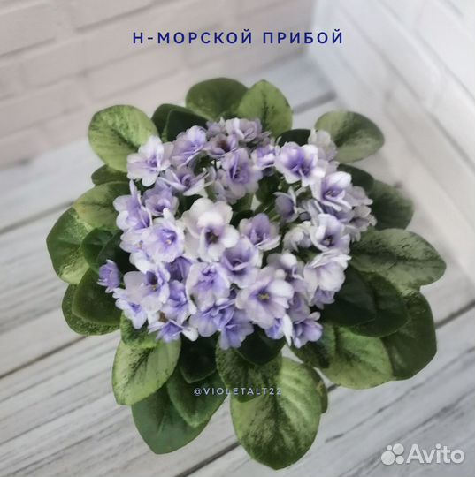 Сортовые фиалки мини