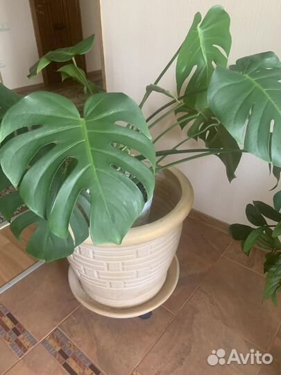 Монстера, филодендрон