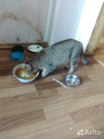 Котята ищут дом