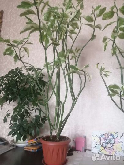 Педилантус