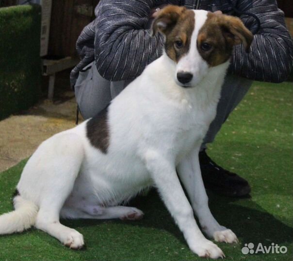 Щенок Пирожок в добрые руки