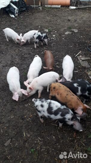 Поросята см1+дюрок