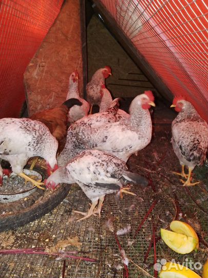 Молодые петушки