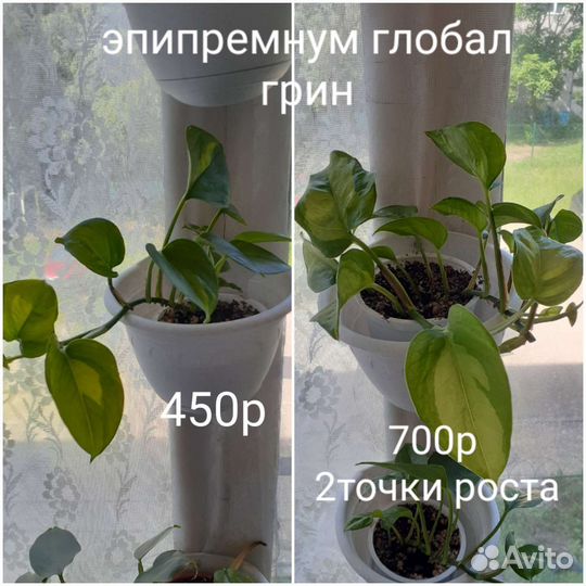 Разные домашние цветы