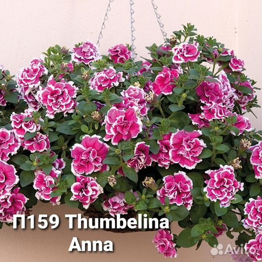 Петуния вегетативная часть 1