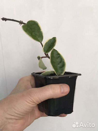 Хойя кримсон квин