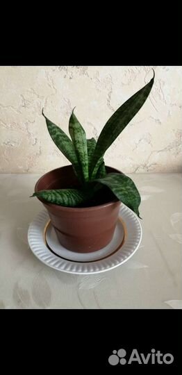 Сансевиерия щучий хвост