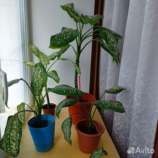 Диффенбахия Тропик Сноу (3 сред. 2 бол.)