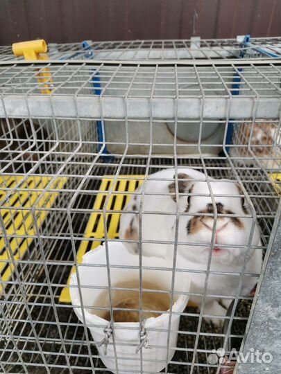 Кролики породы Рекс