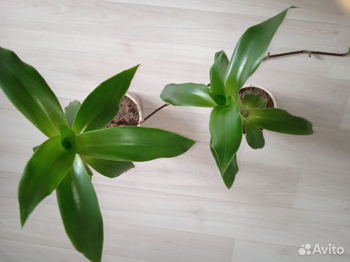 Индийский лук