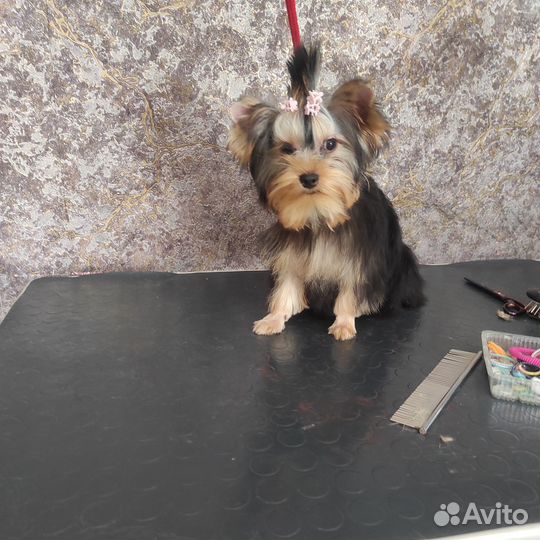 Девочки йорочки)