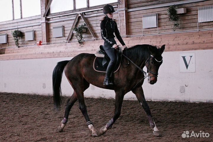 Спортивные лошади в аренду в кск Русский алмаз
