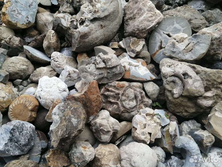 Снптарии. Аммониты. Пирит. Жеоды. Окаменелости