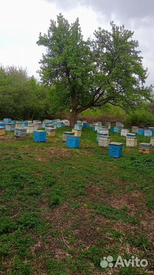 Пчелосемьи