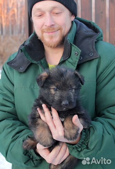 Щенки бесплатно