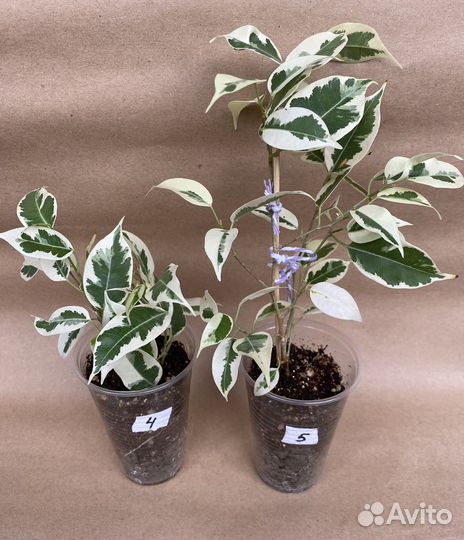Фикусы сортовые