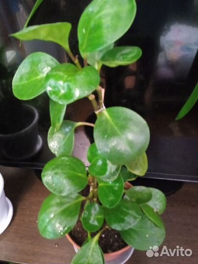 Пеперомия туполистная