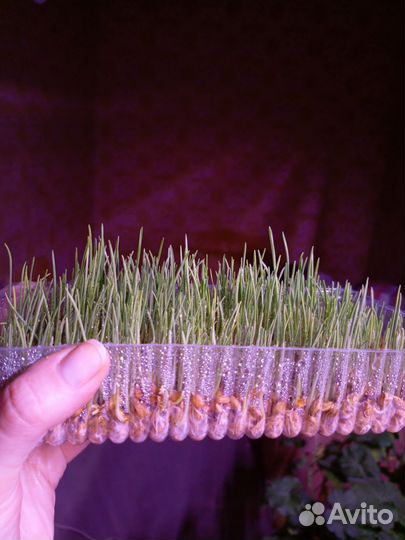 Травка для животных