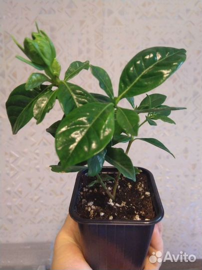 Гардения жасминовидная Gardenia