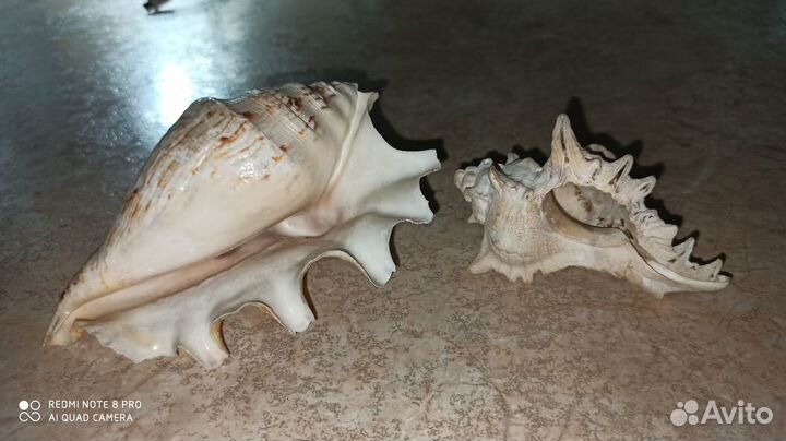 Морские ракушки и камни натуральные